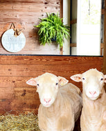 Feed The Rams Some Treats