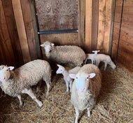 Feed The Ewes Some Treats