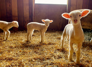 Farm Donation