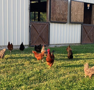 Feed The Chickens Some Treats