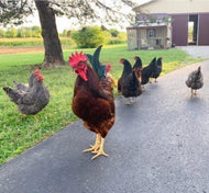 Feed The Chickens A Melon