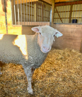 Feed The Rams Some Grain