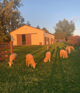 Feed The Ewes Some Grain